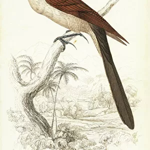 Cuckoos Collection: Senegal Coucal