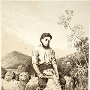 Sheep shearing, from The History of Australasia by David Blair, McGrady, Thomson