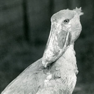 A Shoe-billed Stork, London Zoo, July 1926 (b / w photo)