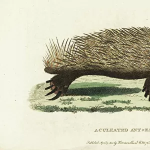 Short-beaked echidna, Tachyglossus aculeatus. (Aculeated anteater, Myrmecophaga aculeata) Illustration copied from George Shaw and Frederick Nodder. Based on an original drawing by the Port Jackson Painter