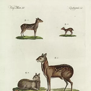 Moschidae Poster Print Collection: Siberian Musk Deer