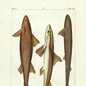 Six-gilled shark, Hexanchus griseus (near threatened), spiny dogfish, Squalus acanthias (vulnerable), and angular roughshark, Oxynotus centrina (vulnerable)