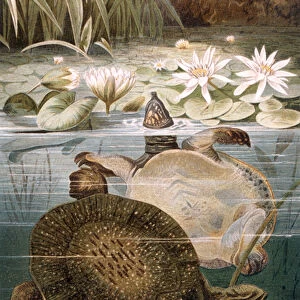 Soft shelled turtle, plate from "Brehms Tierleben: Allgemeine Kunde des
