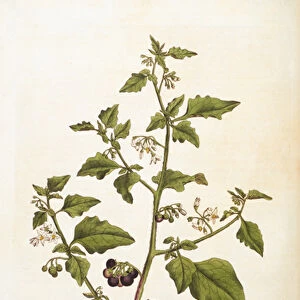 Solanum nigrum [nightshade], illustration from Flora Londiniensis