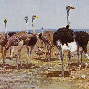 Ostriches Photographic Print Collection: Somali Ostrich