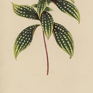 Sonerila Margaritacea (chromolitho)