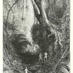 South America: Our journey through the forest (engraving)