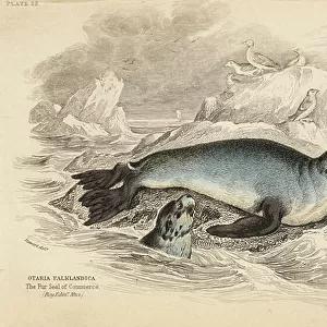 Otariidae Photo Mug Collection: South American Fur Seal
