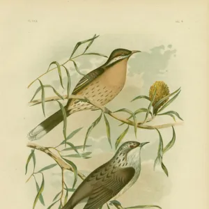 Honeyeaters Collection: Spiny Cheeked Honeyeater