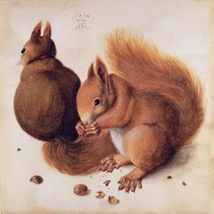 Squirrels, 1512 (tempera on parchment)