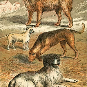 St Bernard, Bulldog, Bloodhound, Newfoundland and Italian Greyhound
