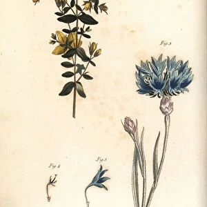 St. Johns wort, Hypericum perforatum, Polyadelphia, 1, 2, and blue bottle or cornflower, Centaurea cyanus, Syngenesia, 3-5. Handcoloured copperplate engraving by F