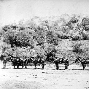 Stagecoach entering Pretoria, c. 1895 (b / w photo)