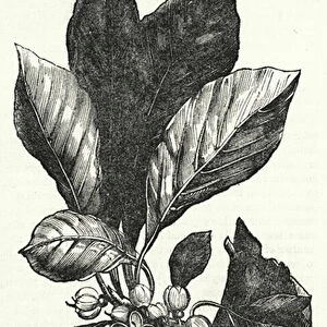 Stem, Leaf and Fruit of the Isonandra gutta (engraving)