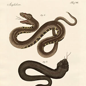 Strange snake (coloured engraving)