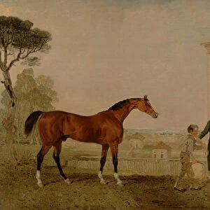 Sultan at the Marquess of Exeters Stud, Burghley, 1826 (oil on canvas)