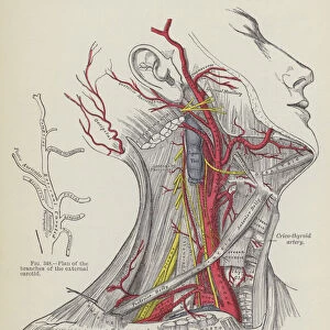Surgical anatomy of the arteries of the neck, right side (engraving)