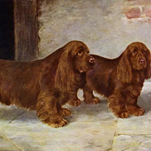 The Sussex Spaniels, Champion Rosehill Rock and Champion Rosehill Rag (colour litho)