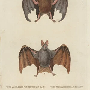 Tailless Glossophag Bat and Megaderme Lyre Bat (coloured engraving)