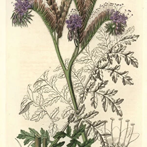 Tansy leaf phacelia, native to California - Water forte by S. Watts from an illustration by Sarah Anne Drake (1803-1857), from the Botanical Register, 1834, by Sydenham Edwards (1768-1819) - Tansy-leaved or lacy phacelia, Phacelia tanacetifolia