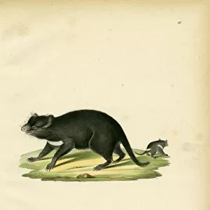 Tasmanian Devil (coloured engraving)