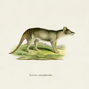 Marsupials
