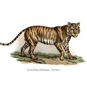 Tiger, 1860 (colour litho)