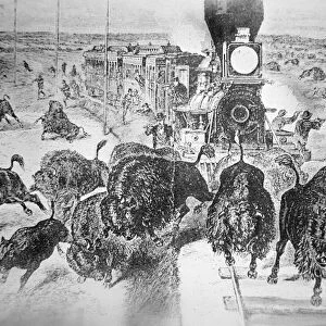 Train Passengers on the Kansas Pacific Railroad, shooting buffalo for sport in