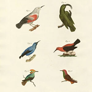Hummingbirds Collection: Brazilian Ruby