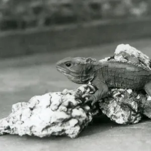 Reptiles Collection: Tuataras