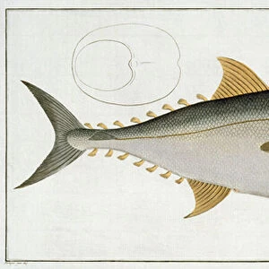 Tuna (Scomber Thynnus) plate LV from Ichthyologie, ou histoire naturelle generale et