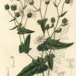Turnip-leaved musk-succory, Moscharia pinnatifida. Handcoloured copperplate engraving by S. Watts after an illustration by Miss Sarah Drake from Sydenham Edwards Botanical Register, Ridgeway, London, 1833