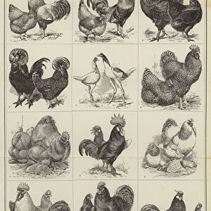 Types of poultry (engraving)