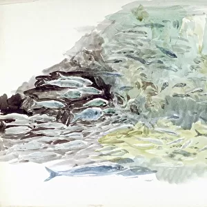 Underwater view of a shoal of fish, 1851-1930 (watercolour)