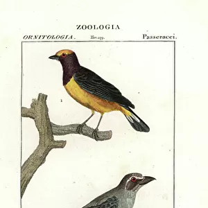 Zapodidae Collection: Saltator