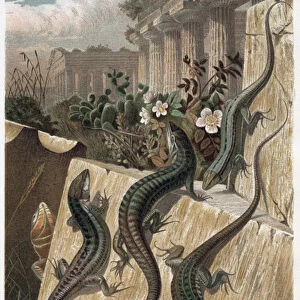 Wall Lizard - The common wall lizard (Podarcis muralis) - engraving from "