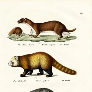 Weasel, 1824 (colour litho)