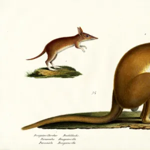 Peramelidae Pillow Collection: Western Barred Bandicoot