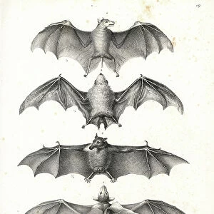 Western naked-backed fruit bat, Dobsonia peronii 1, long-tongued nectar bat, Macroglossus minimus 2, northern ghost bat, Diclidurus albus 3, and Geoffroy's rousette, Rousettus amplexicaudatus 4
