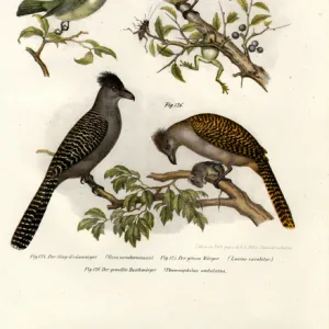 Antbirds Jigsaw Puzzle Collection: Great Antshrike