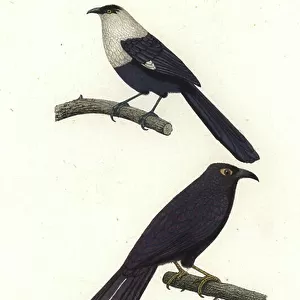 Cuckoos Collection: White Necked Coucal