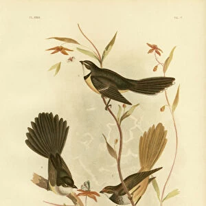 Fantails Poster Print Collection: Grey Fantail