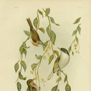 Cercopithecidae Collection: Albogularis