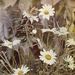 Wild flowers: Ox-Eye Daisy (colour photo)