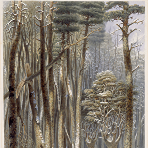 Winter, Impeded Travellers in a Pine Forest, from Harvey'