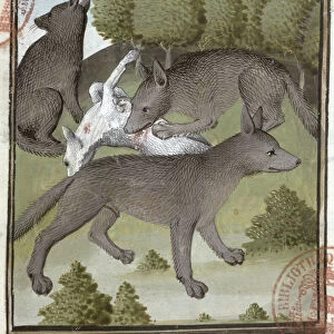 Wolves, from the Livre de la Chasse by Gaston Phebus (vellum)