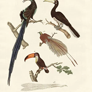 Wonderful birds (coloured engraving)
