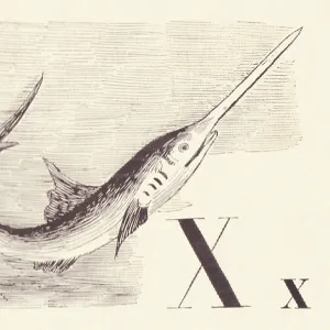 xiphias-the-swordfish-xiphias-gladius-fish-print