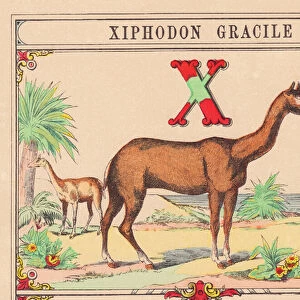 X: Xiphodon gracile