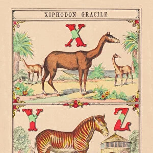 X Z: Xiphodon gracile - Zebre